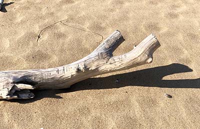 driftwood on beach